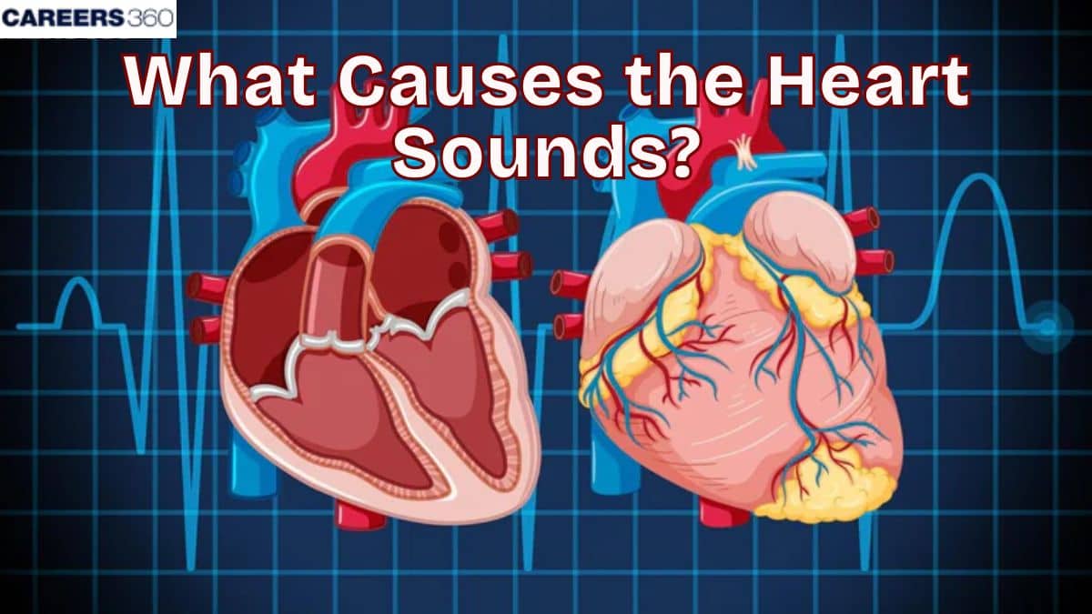 What Causes The Heart Sounds?